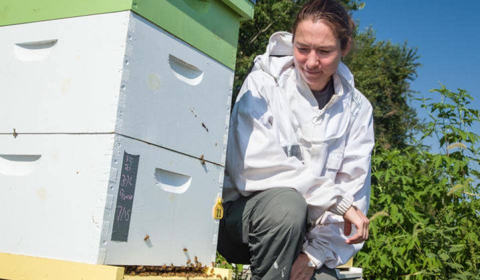 Clare Rittschof, assistant professor of entomology at UK, with beehive at North Farm. Photo by Steve Patton, Agricultural Communications Services.